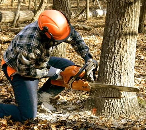 Tree Removal in Decker, MT
